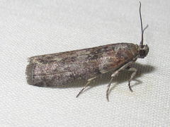 Sciota subcaesiella