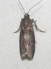 Sciota subcaesiella