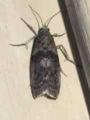 Sciota subcaesiella