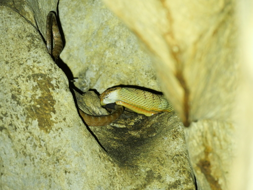Boiga irregularis