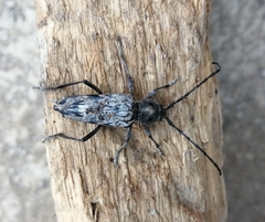 Tylcus hartwegii