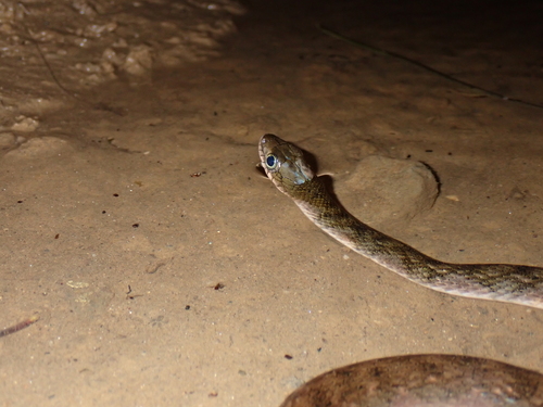 Xenochrophis trianguligerus