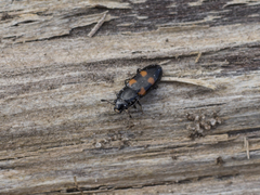 Glischrochilus quadripunctatus