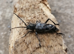 Tylcus hartwegii