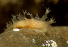 Tritonicula myrakeenae