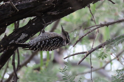 Ladder-backed Woodpecker