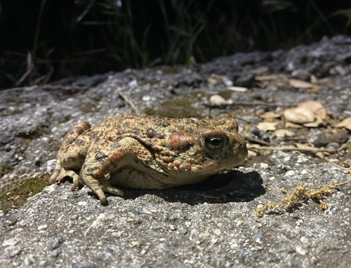 iNaturalist observation photo of Western Toad