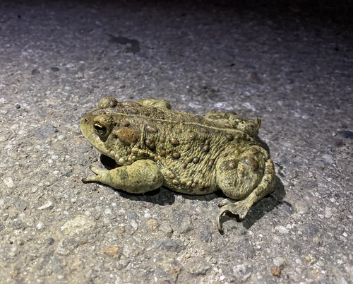 iNaturalist observation photo of Western Toad