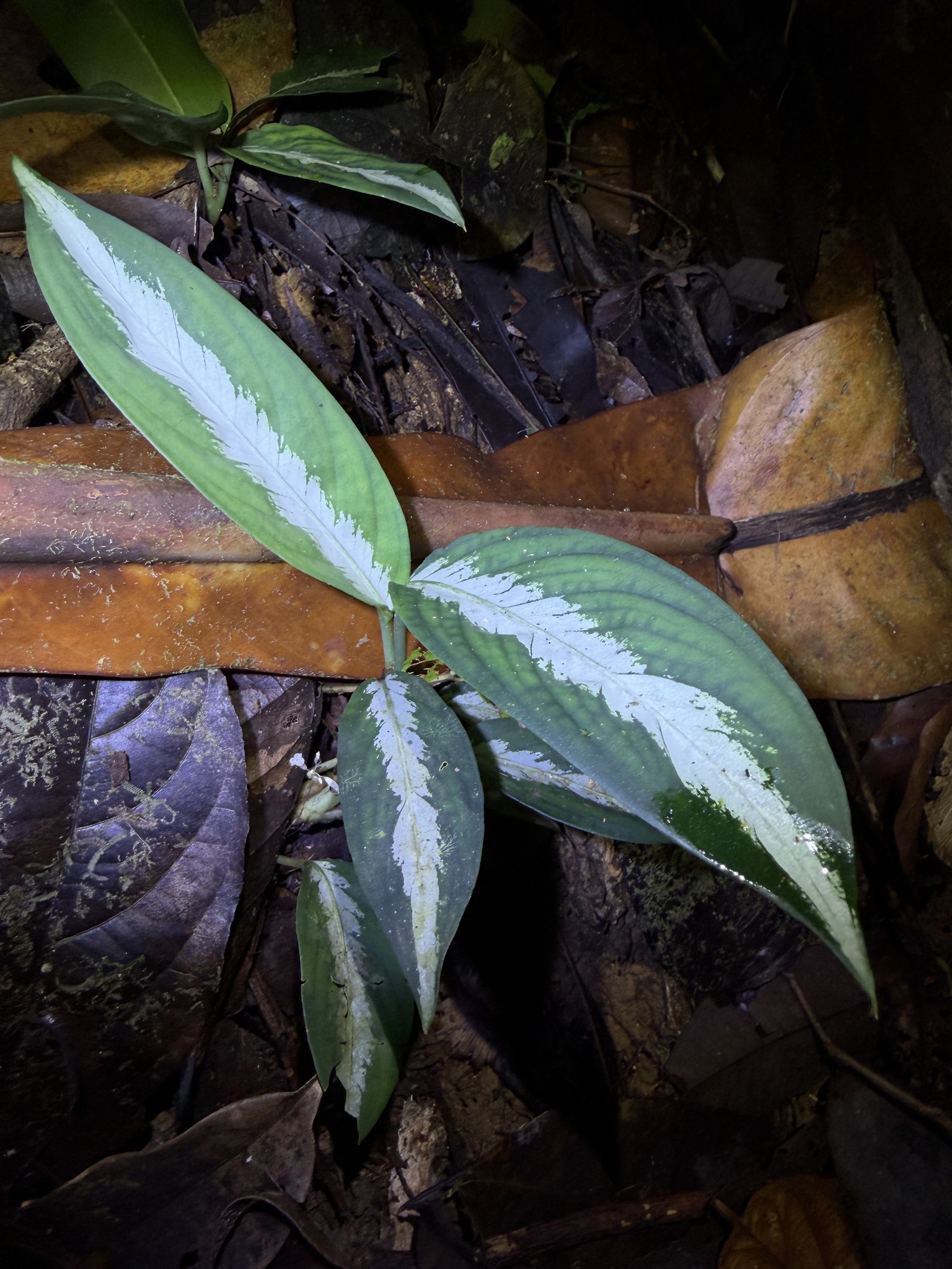 Dieffenbachia elegans 3