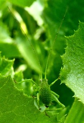 Platylyra californica