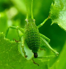 Platylyra californica