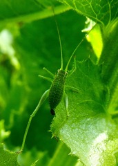 Platylyra californica