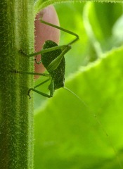 Platylyra californica