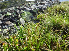 Carex rupestris