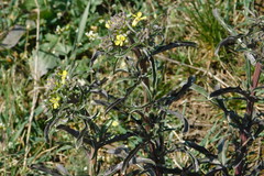 Erysimum crepidifolium