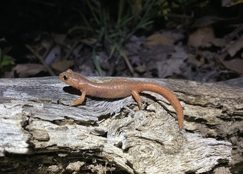 iNaturalist observation photo of Monterey Ensatina