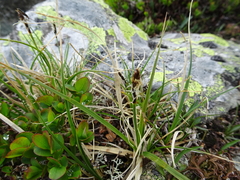 Carex rupestris