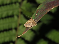 Bertula abjudicalis