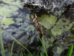 Carex rupestris