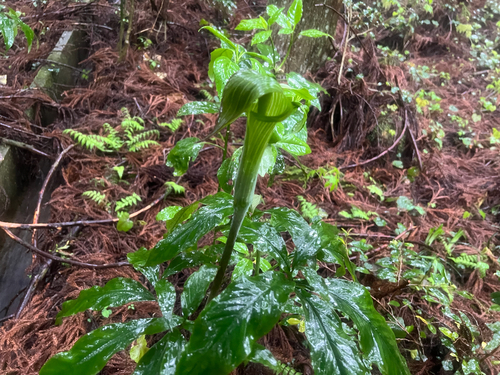 Arisaema tosaense iNat (2)