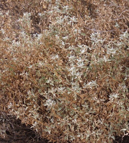 Brittlebush