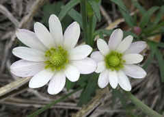 Anemone okennonii