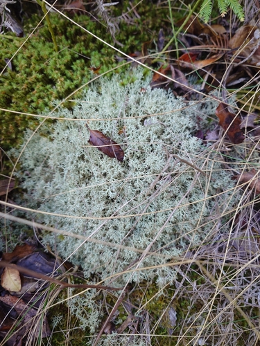 Cladonia mitis, 2026-05-11