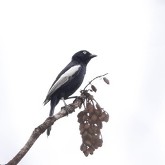 Melaniparus guineensis