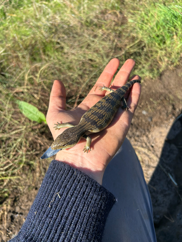 Common Bluetongue