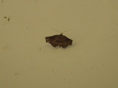 Throana pectinifer