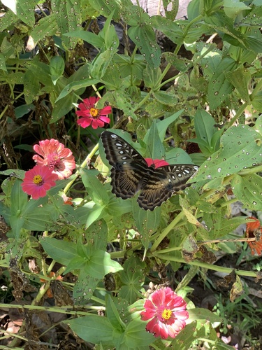 Kallima sylvia