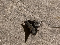 Hemeroplanis incusalis