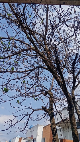 Bursera schlechtendalii Engl. 3
