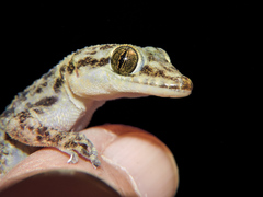 Phyllodactylus lanei
