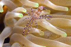 Periclimenes yucatanicus