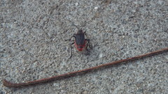 Jadera haematoloma