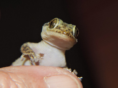 Phyllodactylus lanei