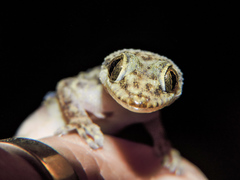 Phyllodactylus lanei