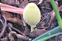 Leucocoprinus birnbaumii image