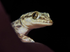 Phyllodactylus lanei
