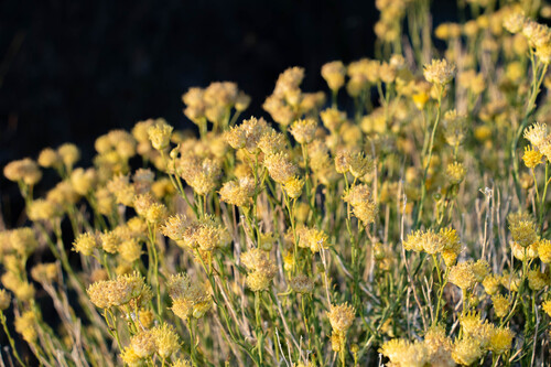 Acamptopappus sphaerocephalus, photograph 6