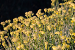 Acamptopappus sphaerocephalus, photograph (c) Wendy Walker, some rights reserved (CC BY)