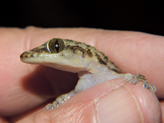 Phyllodactylus lanei