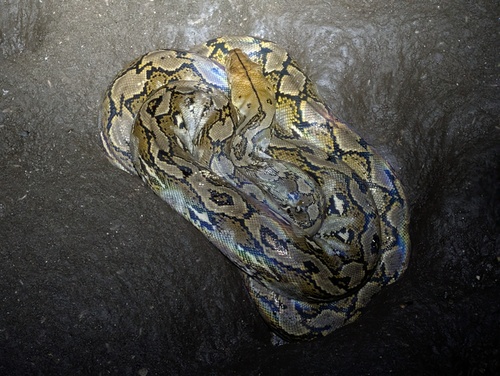 Malayopython reticulatus