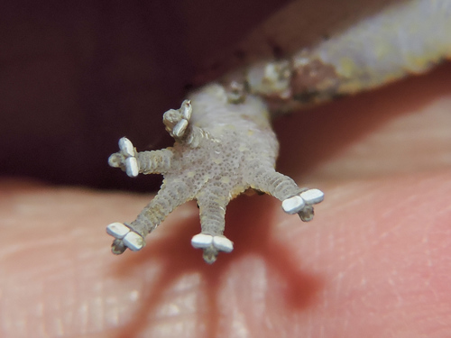 Lane's Leaf-toed Gecko