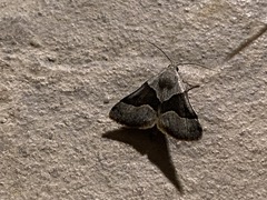 Hemeroplanis incusalis