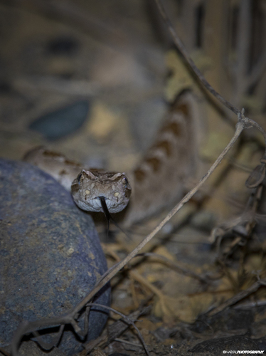Lower California Rattlesnake