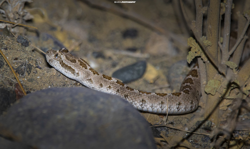 Lower California Rattlesnake