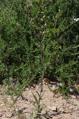 Caulanthus heterophyllus