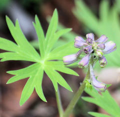 Delphinium tricorne